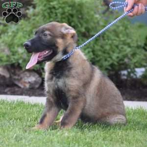 Kerry, German Shepherd Puppy